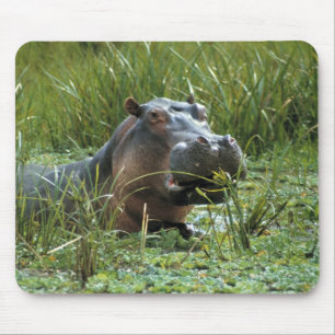 Africa, Kenya, Masai Mara NR. A mother hippo Mouse Pad