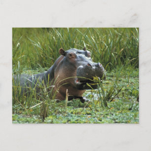 Africa, Kenya, Masai Mara NR. A mother hippo Postcard