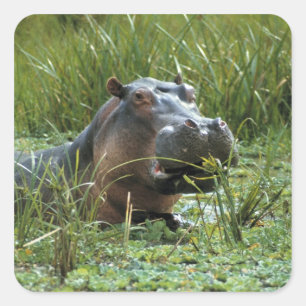 Africa, Kenya, Masai Mara NR. A mother hippo Square Sticker