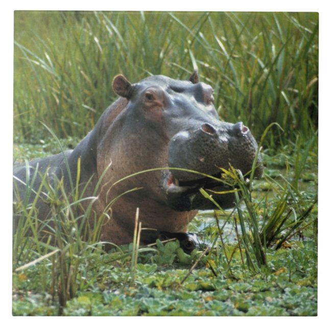Africa, Kenya, Masai Mara NR. A mother hippo Tile (Front)