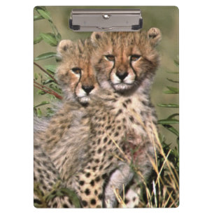 Africa; Kenya; Masai Mara; Three cheetah cubs Clipboard