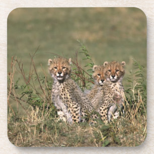 Africa; Kenya; Masai Mara; Three cheetah cubs Coaster