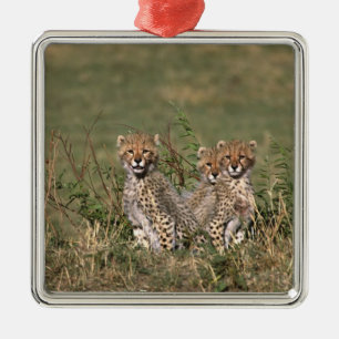 Africa; Kenya; Masai Mara; Three cheetah cubs Metal Ornament