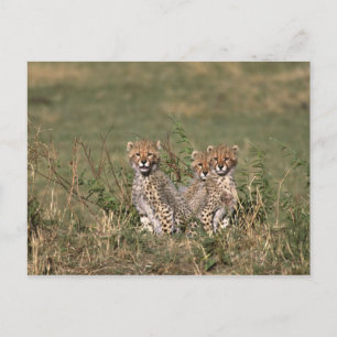 Africa; Kenya; Masai Mara; Three cheetah cubs Postcard