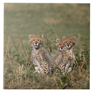 Africa; Kenya; Masai Mara; Three cheetah cubs Tile