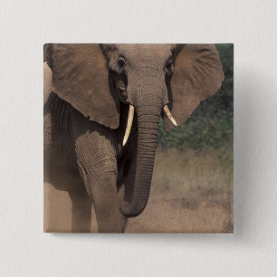 Africa, Kenya, Nanyuki, Mpala. African Elephant. 2 Inch Square Button
