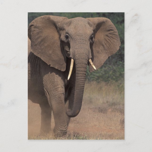 Africa, Kenya, Nanyuki, Mpala. African Elephant. Postcard (Front)