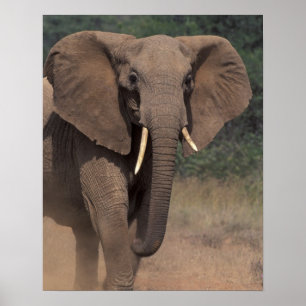 Africa, Kenya, Nanyuki, Mpala. African Elephant. Poster