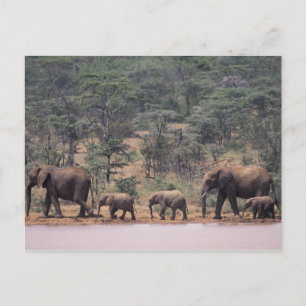 Africa, Kenya, Nanyuki, Mpala. African Postcard