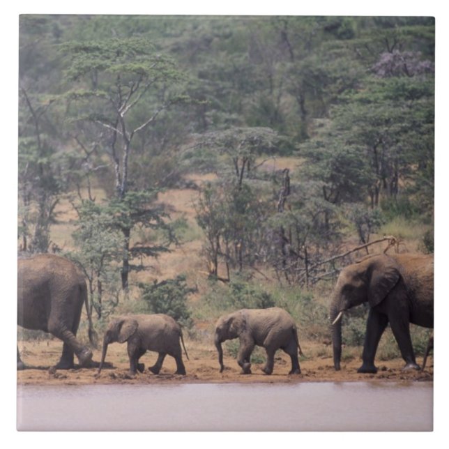 Africa, Kenya, Nanyuki, Mpala. African Tile (Front)
