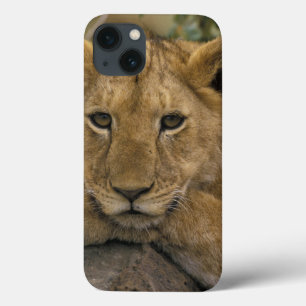 Africa, Kenya. Portrait of a lion. iPhone 13 Case
