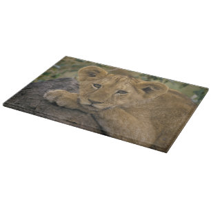 Africa, Kenya. Portrait of a lion. Cutting Board