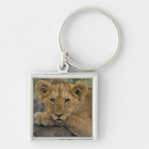 Africa, Kenya. Portrait of a lion. Keychain