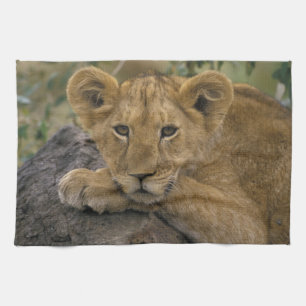 Africa, Kenya. Portrait of a lion. Kitchen Towel
