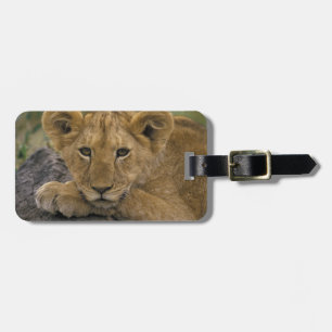 Africa, Kenya. Portrait of a lion. Luggage Tag