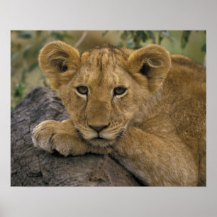 Africa, Kenya. Portrait of a lion. Poster