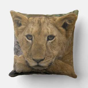 Africa, Kenya. Portrait of a lion. Throw Pillow