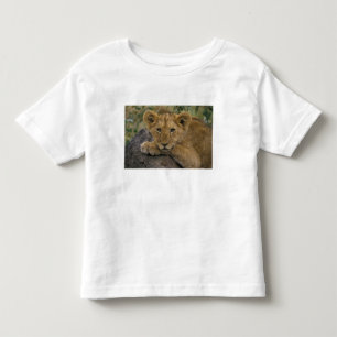 Africa, Kenya. Portrait of a lion. Toddler T-shirt