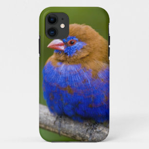 Africa. Kenya. Purple Grenadier iPhone 11 Case