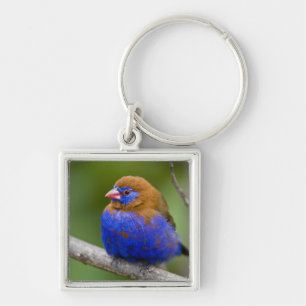 Africa. Kenya. Purple Grenadier Keychain