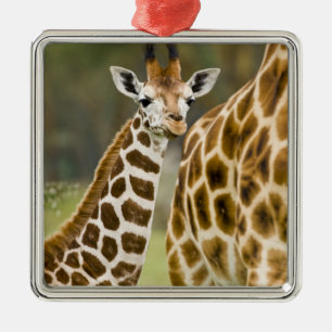 Africa. Kenya. Rothschild's Giraffe baby Metal Ornament