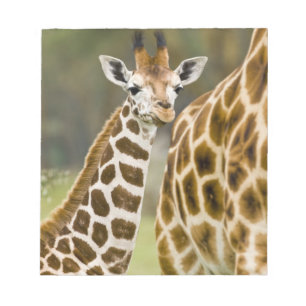 Africa. Kenya. Rothschild's Giraffe baby Notepad