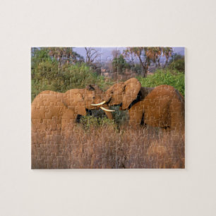 Africa, Kenya, Samburu. Elephant challenge Jigsaw Puzzle