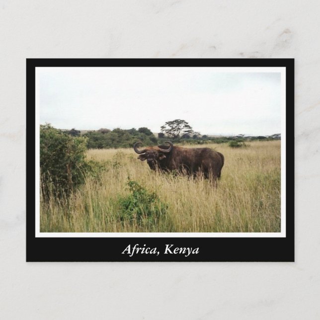Africa Kenya wild animals Postcard (Front)