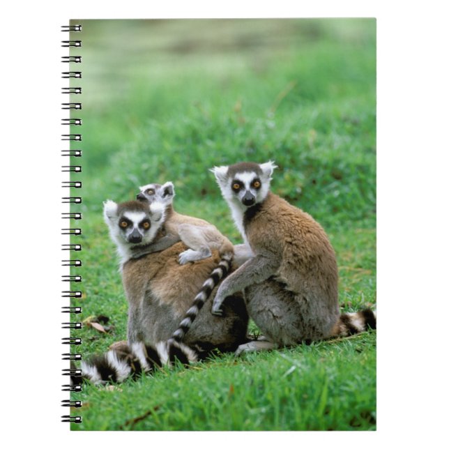 Africa, Madagascar, Antananarivo, Tsimbazaza Notebook (Front)