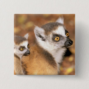 Africa, Madagascar, Berenty Private Reserve. 2 Inch Square Button