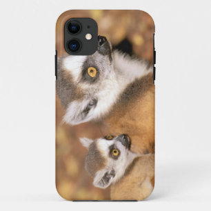 Africa, Madagascar, Berenty Private Reserve. iPhone 11 Case
