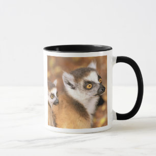 Africa, Madagascar, Berenty Private Reserve. Mug