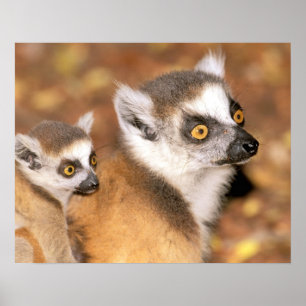 Africa, Madagascar, Berenty Private Reserve. Poster