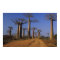 Africa, Madagascar, Morondava, Baobab Avenue.
