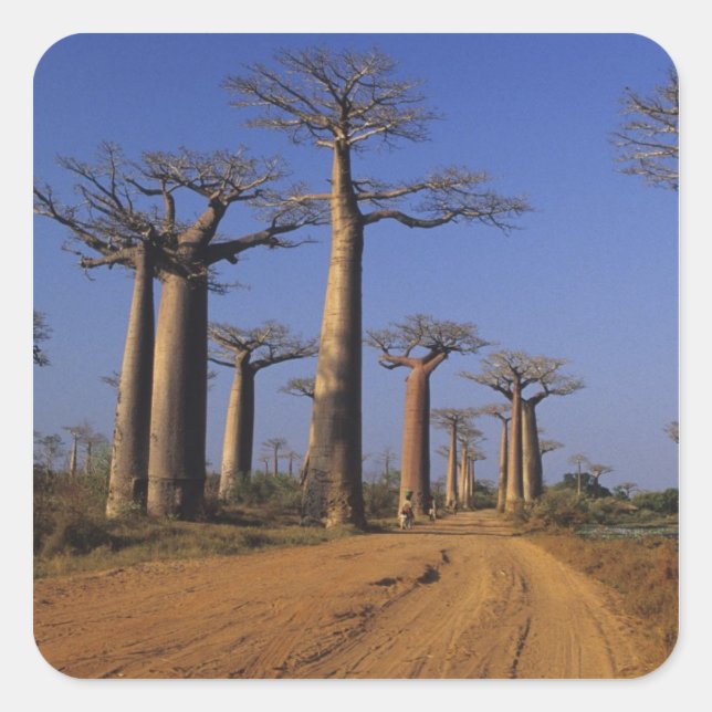 Africa, Madagascar, Morondava, Baobab Avenue. Square Sticker (Front)