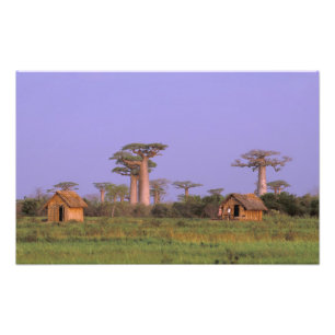 Africa, Madagascar, Morondava. Baobabs Photo Print