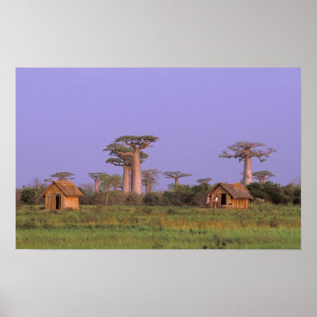 Africa, Madagascar, Morondava. Baobabs Poster (Front)