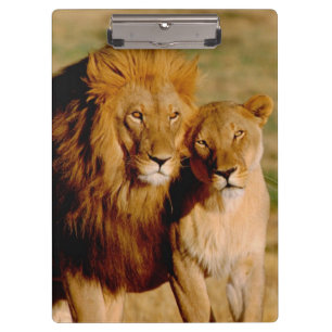 Africa, Namibia, Okonjima. Lion & lioness Clipboard