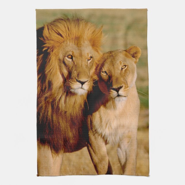 Africa, Namibia, Okonjima. Lion & lioness Kitchen Towel (Vertical)