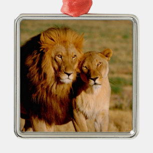 Africa, Namibia, Okonjima. Lion & lioness Metal Ornament