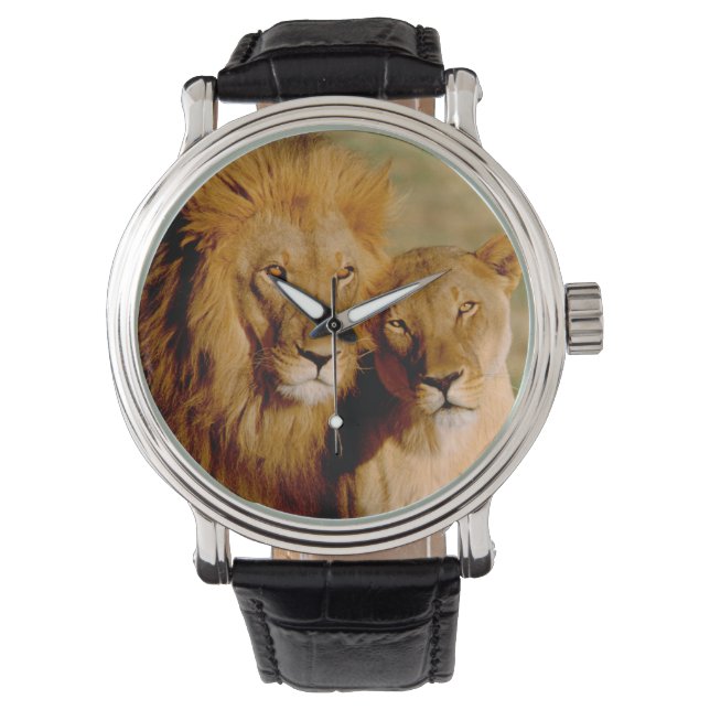 Africa, Namibia, Okonjima. Lion & lioness Watch (Front)