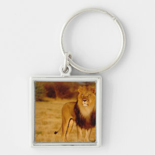 Africa, Namibia, Okonjima. Lone male lion Keychain