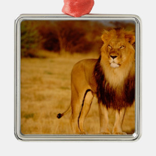Africa, Namibia, Okonjima. Lone male lion Metal Ornament