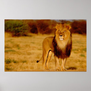Africa, Namibia, Okonjima. Lone male lion Poster