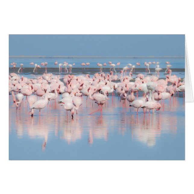 Africa, Namibia, Walvis Bay (Front Horizontal)