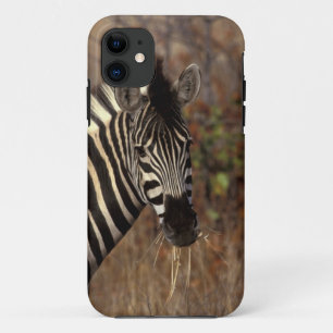 Africa, South Africa, Kruger NP Zebra portrait iPhone 11 Case