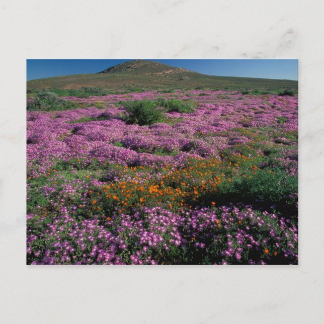 Africa, South Africa, Namaqualand, Orange and Postcard (Front)