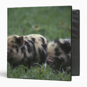 Africa, South Africa, near Gansbaii Domestic Binder