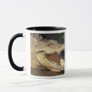 Africa, South Africa Nile crocodile Mug