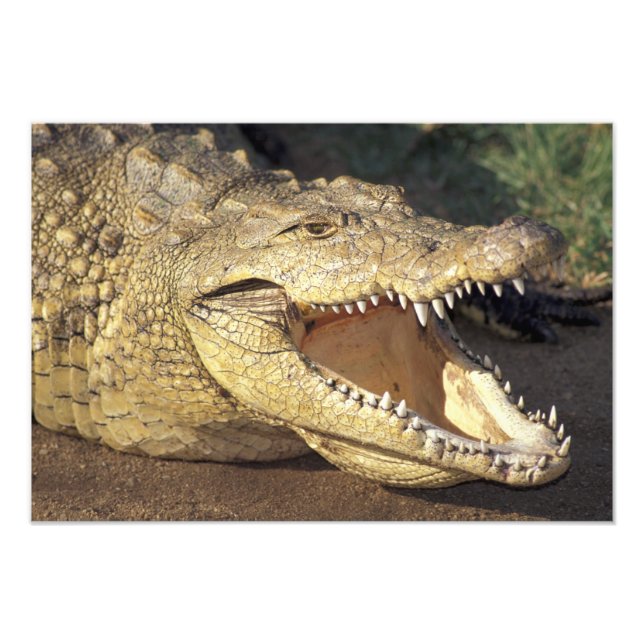 Africa, South Africa Nile crocodile Photo Print (Front)